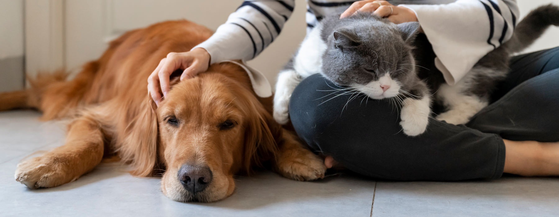 a person petting a dog and cat