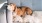 a dog lying on a couch